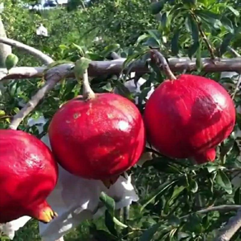 无籽石榴苗突尼斯软籽石榴树苗黑子石榴树果树南北方种植当年