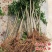 无籽石榴苗突尼斯软籽石榴树苗黑子石榴树果树南北方种植当年