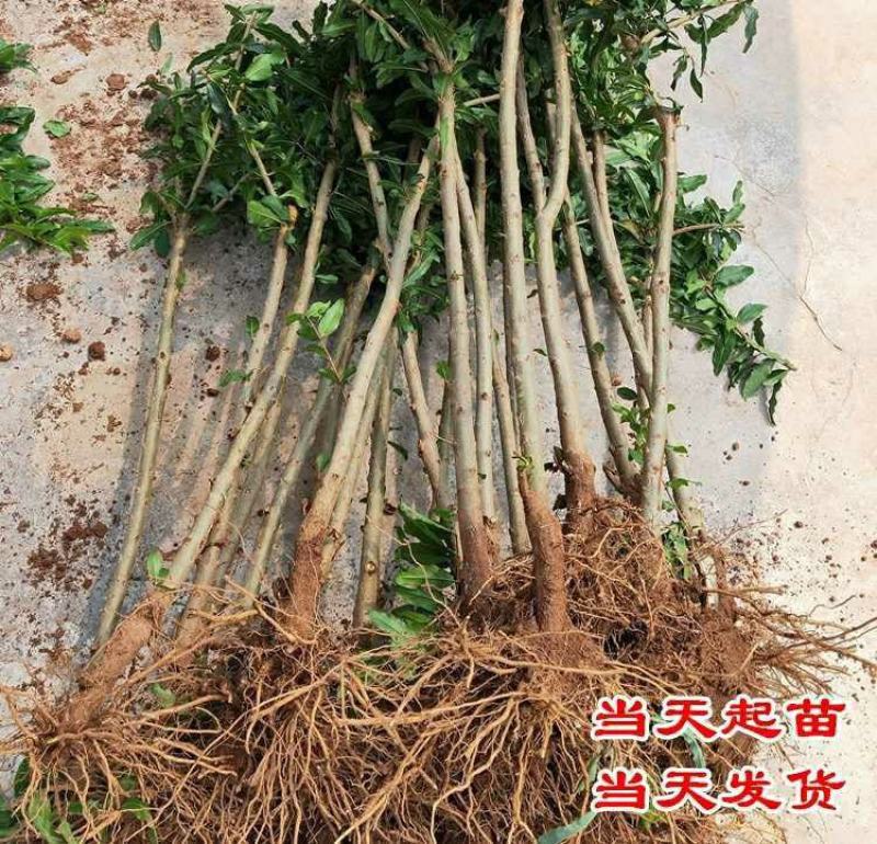 无籽石榴苗突尼斯软籽石榴树苗黑子石榴树果树南北方种植当年