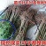 无籽石榴苗突尼斯软籽石榴树苗黑子石榴树果树南北方种植当年