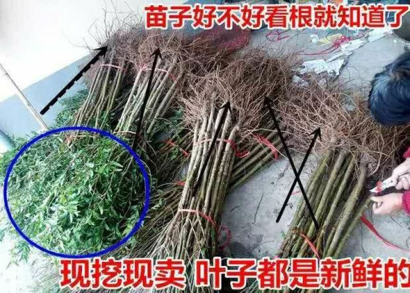 无籽石榴苗突尼斯软籽石榴树苗黑子石榴树果树南北方种植当年