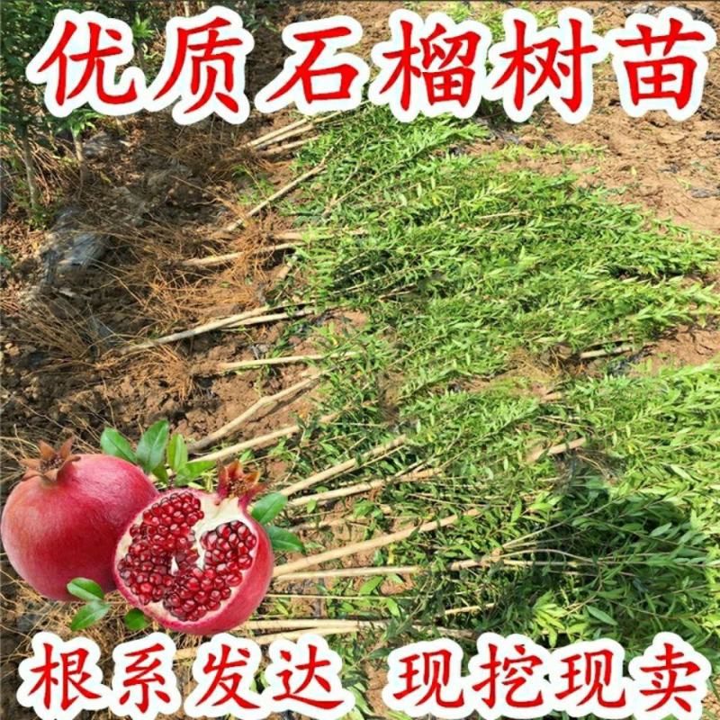 无籽石榴苗突尼斯软籽石榴树苗黑子石榴树果树南北方种植当年