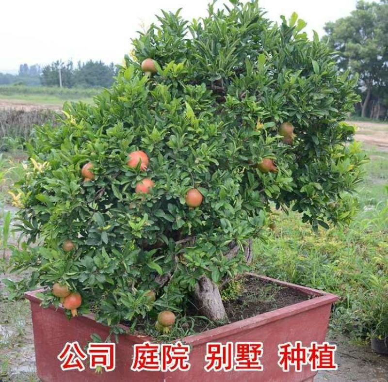 无籽石榴苗突尼斯软籽石榴树苗黑子石榴树果树南北方种植当年