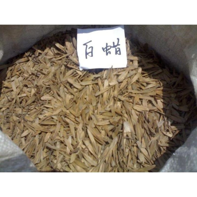 白蜡白蜡种子白蜡树种子东北白蜡种子产地直销免费提供播种技