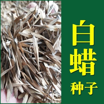 白蜡白蜡种子白蜡树种子东北白蜡种子产地直销免费提供播种技