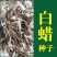 白蜡白蜡种子白蜡树种子东北白蜡种子产地直销免费提供播种技