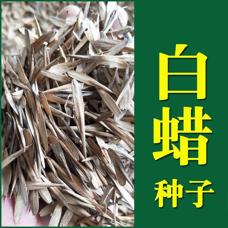 白蜡白蜡种子白蜡树种子东北白蜡种子产地直销免费提供播种技