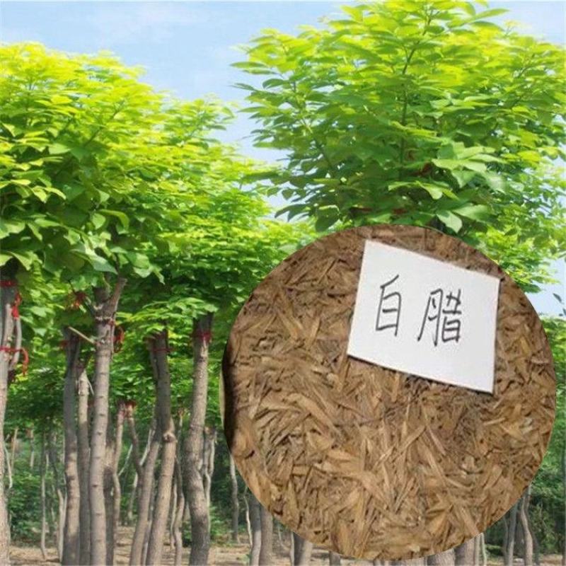 白蜡白蜡种子白蜡树种子东北白蜡种子产地直销免费提供播种技