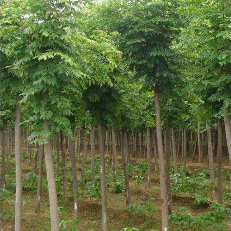 白蜡白蜡种子白蜡树种子东北白蜡种子产地直销免费提供播种技