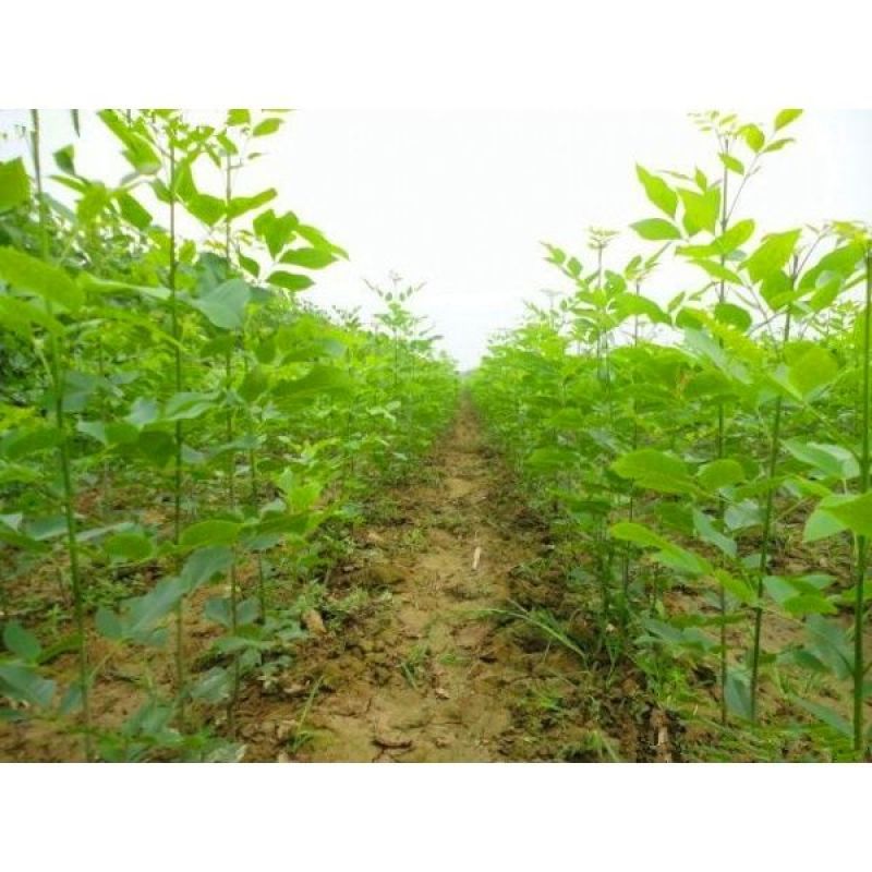 白蜡白蜡种子白蜡树种子东北白蜡种子产地直销免费提供播种技
