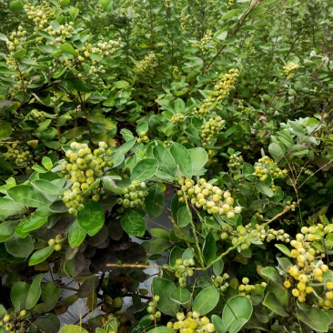 江西单叶蔓荆子挂果苗，量大从优，大型基地干果回收