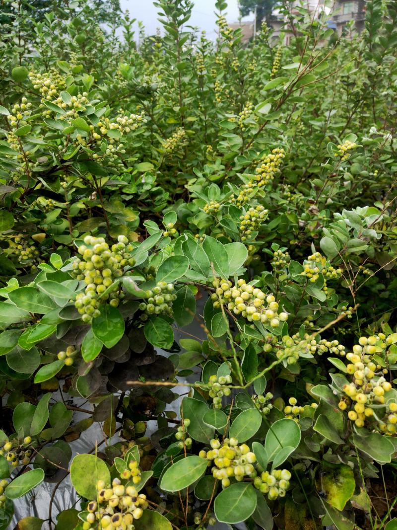 江西单叶蔓荆子挂果苗，量大从优，大型基地干果回收