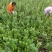 江西单叶蔓荆子挂果苗，量大从优，大型基地干果回收