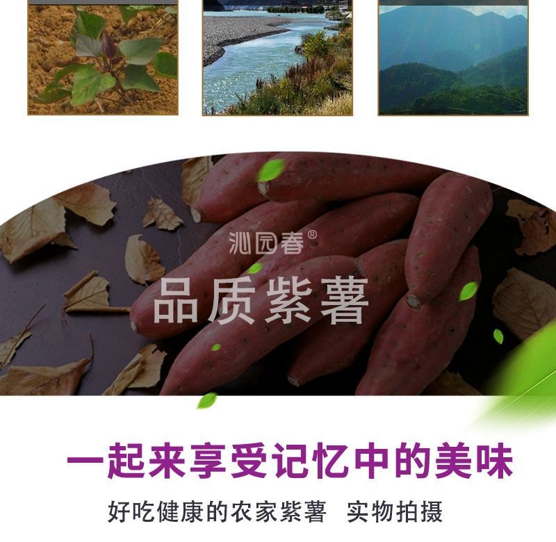 一件代发山东紫薯新鲜地瓜农家蔬菜现挖软糯蜜板栗山芋