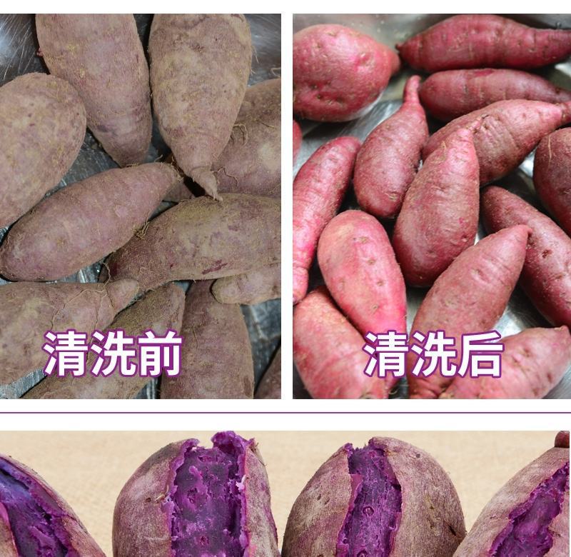 一件代发山东紫薯新鲜地瓜农家蔬菜现挖软糯蜜板栗山芋