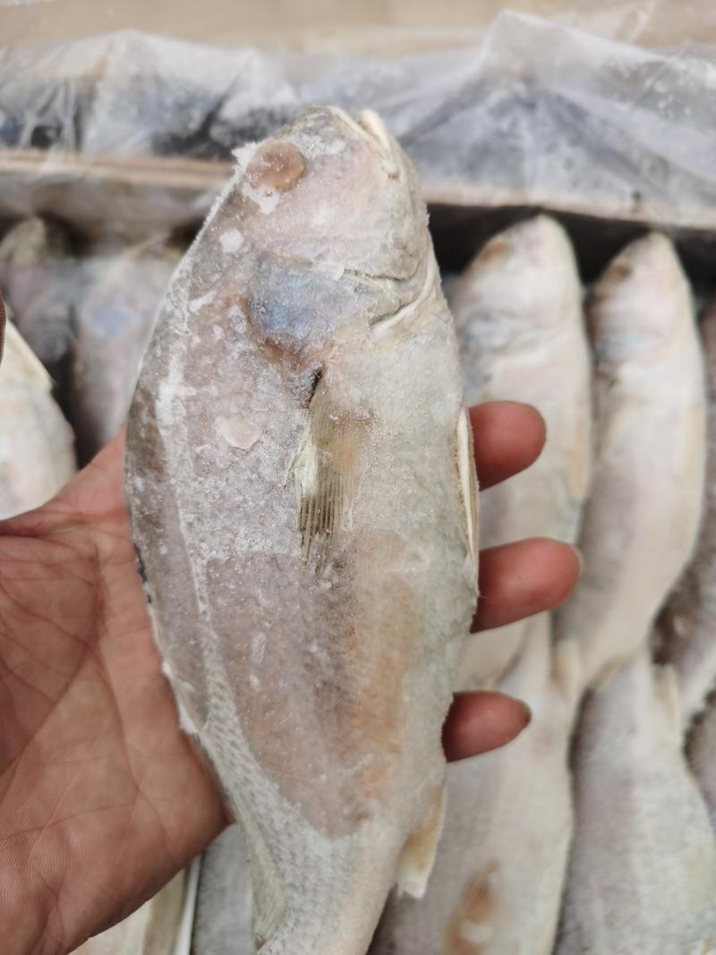 黄菇鱼冷冻黄姑鱼，一件20斤，新鲜冷冻黄姑鱼