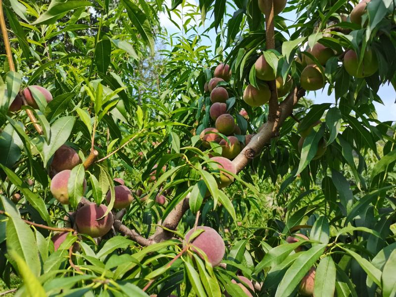 蜜桃，青州蜜桃，山地蜜桃，颜色好，甜度高