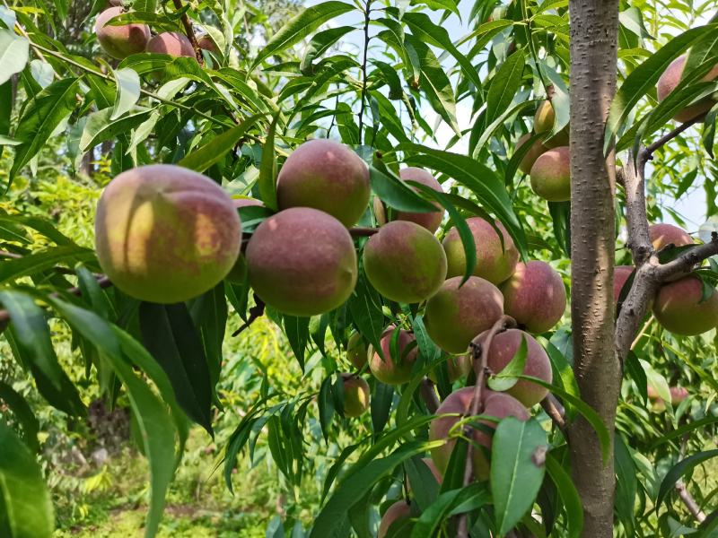 蜜桃，青州蜜桃，山地蜜桃，颜色好，甜度高