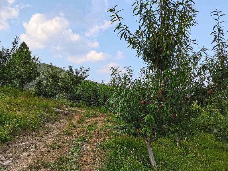 蜜桃，青州蜜桃，山地蜜桃，颜色好，甜度高