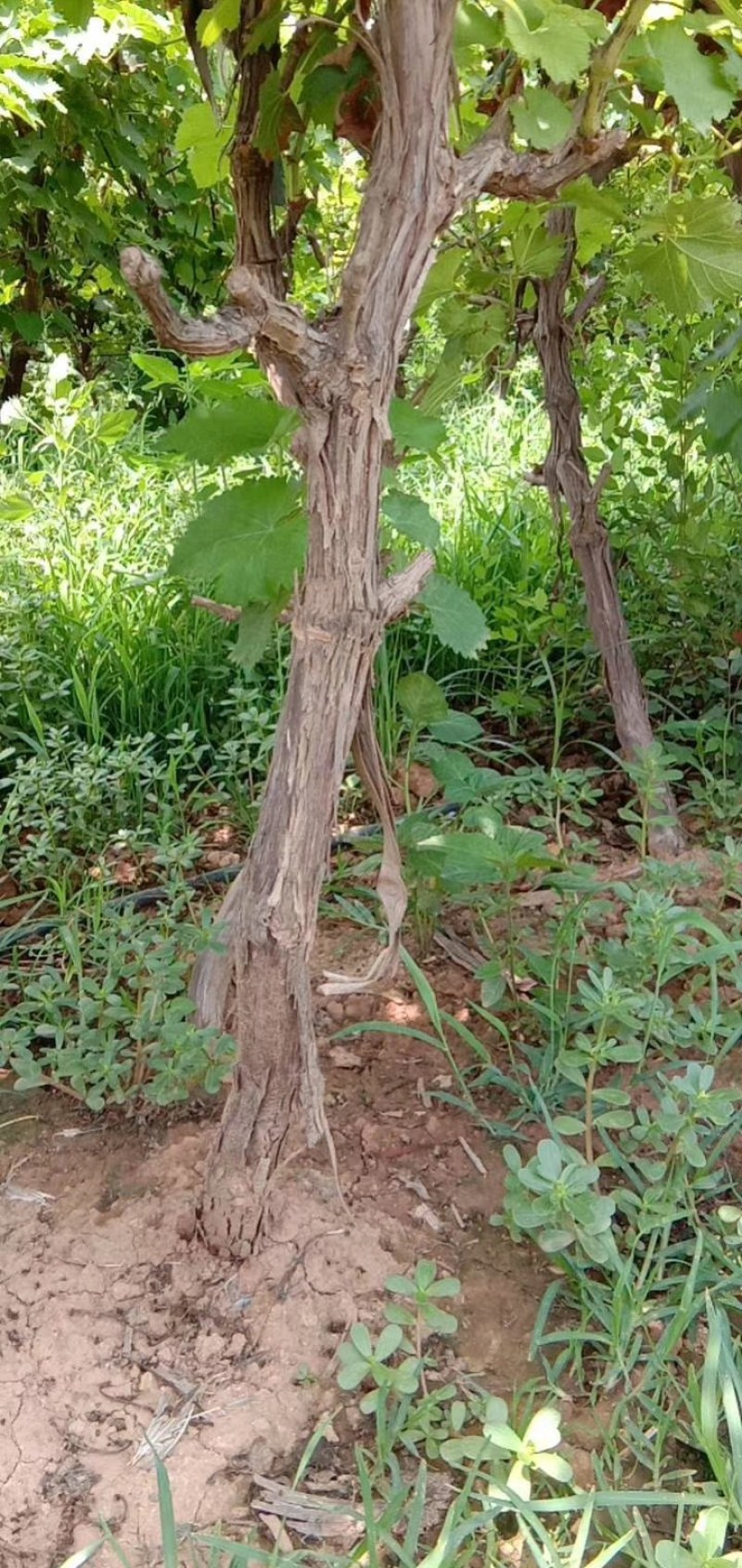 占地葡萄树，大量有货，包成活率免费技术指导