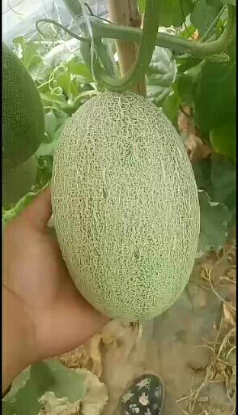 正宗大棚哈密瓜，产地直发，有需要的联系我！