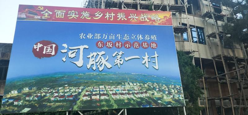 自家虾池养的无毒河豚，鱼不会杀可包杀