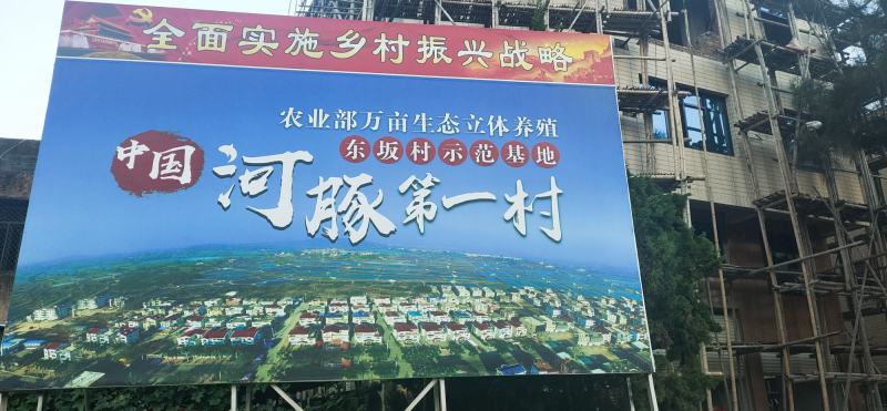 自家虾池养的无毒河豚，鱼不会杀可包杀
