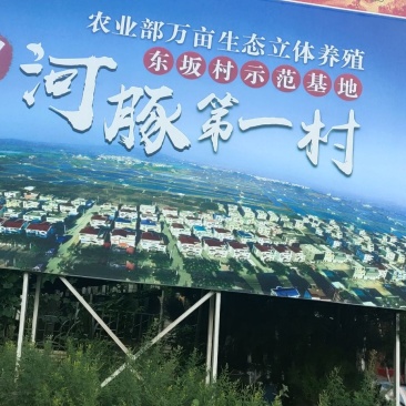 自家虾池养的无毒河豚，鱼不会杀可包杀