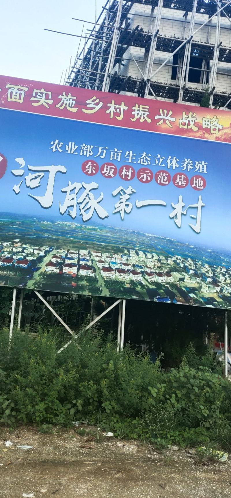 自家虾池养的无毒河豚，鱼不会杀可包杀