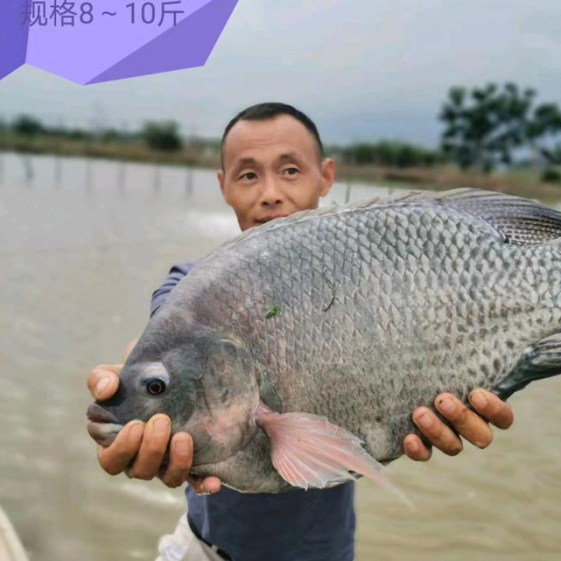 珠海市平沙无公害罗非鱼基地