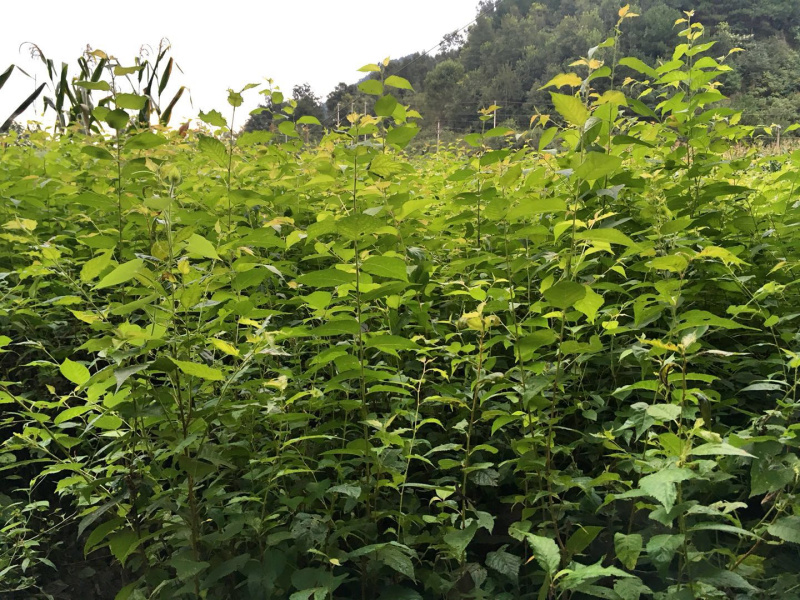 本地（大青叶）樱桃实生苗