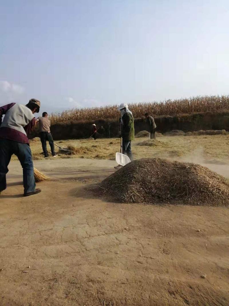 蔚县（特黏）大黄米种植户发货（包邮）有机肥种植优质农产品