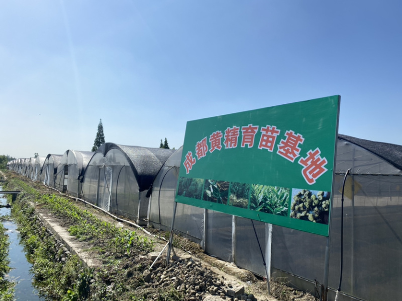 2年黄精仔育苗高产优质品种，不倒苗，包技术，包回收！