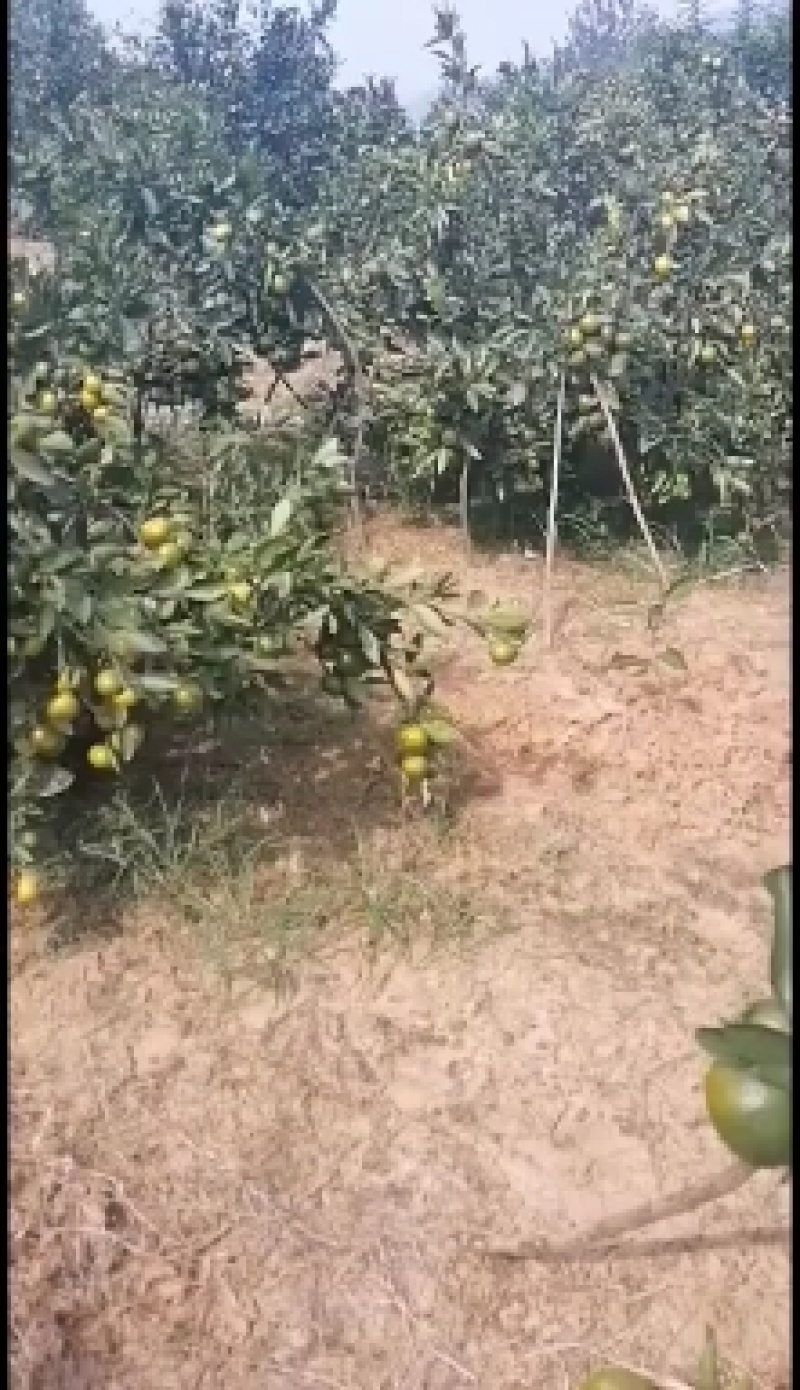 陕西蜜橘处于高山，风口浪尖之上口感纯正美味多汁