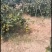 陕西蜜橘处于高山，风口浪尖之上口感纯正美味多汁