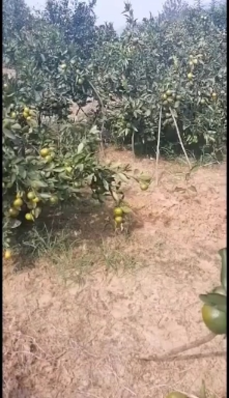 陕西蜜橘处于高山，风口浪尖之上口感纯正美味多汁