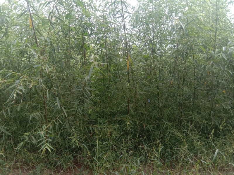 金蝉养殖专用柳树苗，抗虫，抗病，根系发达