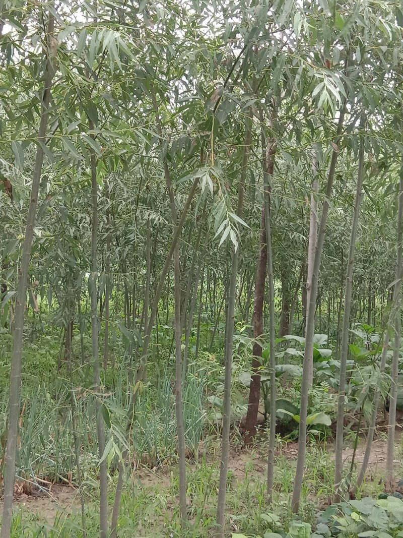 金蝉养殖专用柳树苗，抗虫，抗病，根系发达