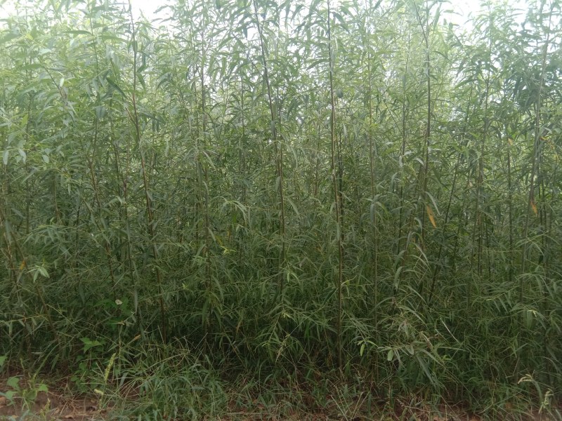 金蝉养殖专用柳树苗，抗虫，抗病，根系发达