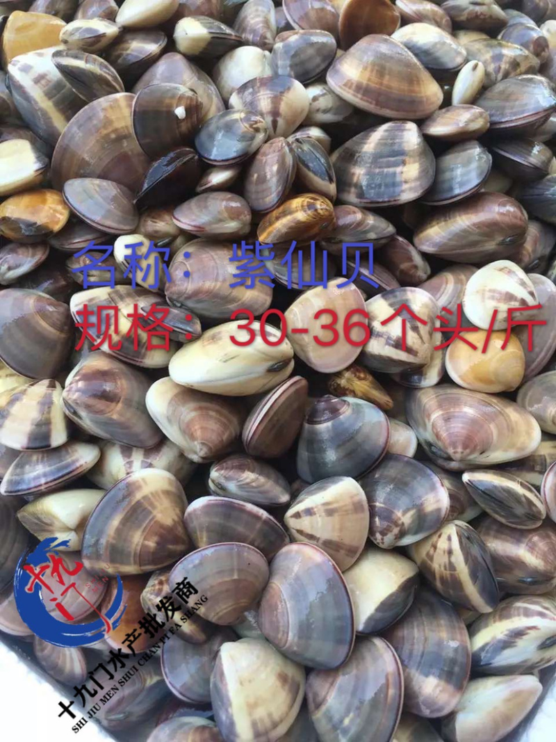 十九门水产贝类紫仙贝专供