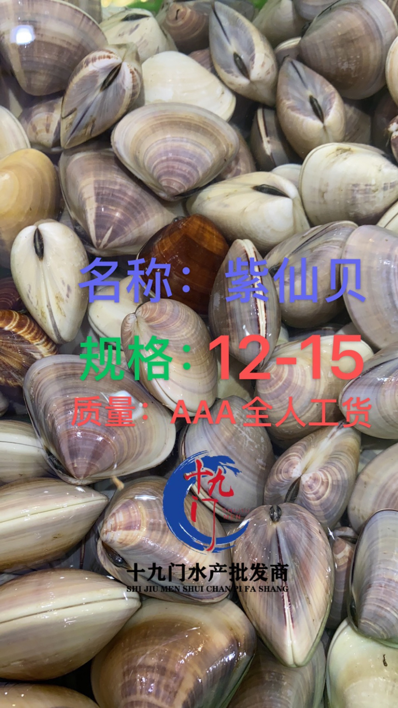 十九门水产贝类紫仙贝专供