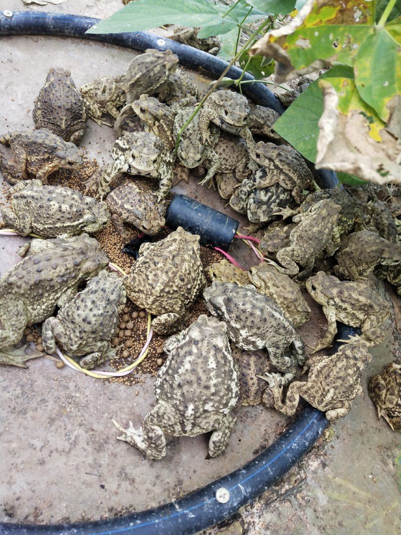 定时器蟾蜍癞蛤蟆养殖场蟾蜍喂食糸统配件省时省功自动喂食
