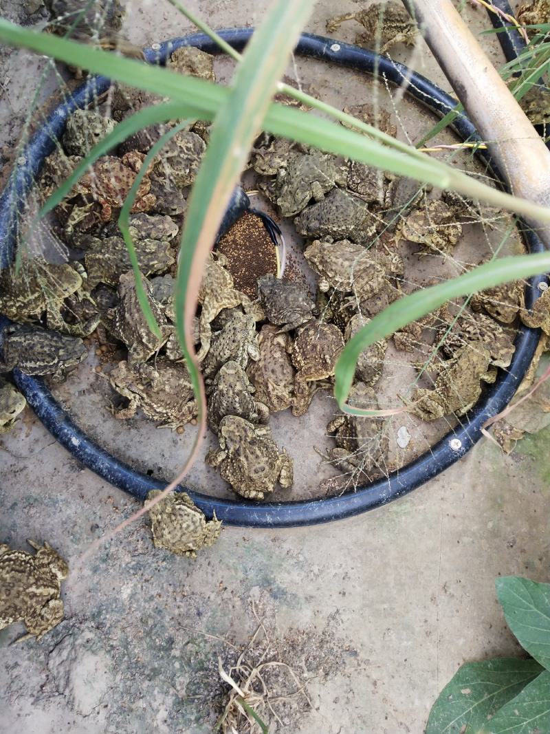 定时器蟾蜍癞蛤蟆养殖场蟾蜍喂食糸统配件省时省功自动喂食