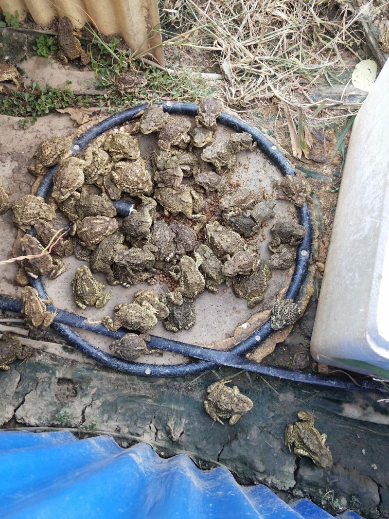 定时器蟾蜍癞蛤蟆养殖场蟾蜍喂食糸统配件省时省功自动喂食
