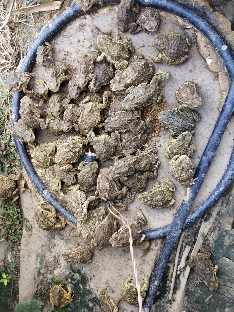 定时器蟾蜍癞蛤蟆养殖场蟾蜍喂食糸统配件省时省功自动喂食