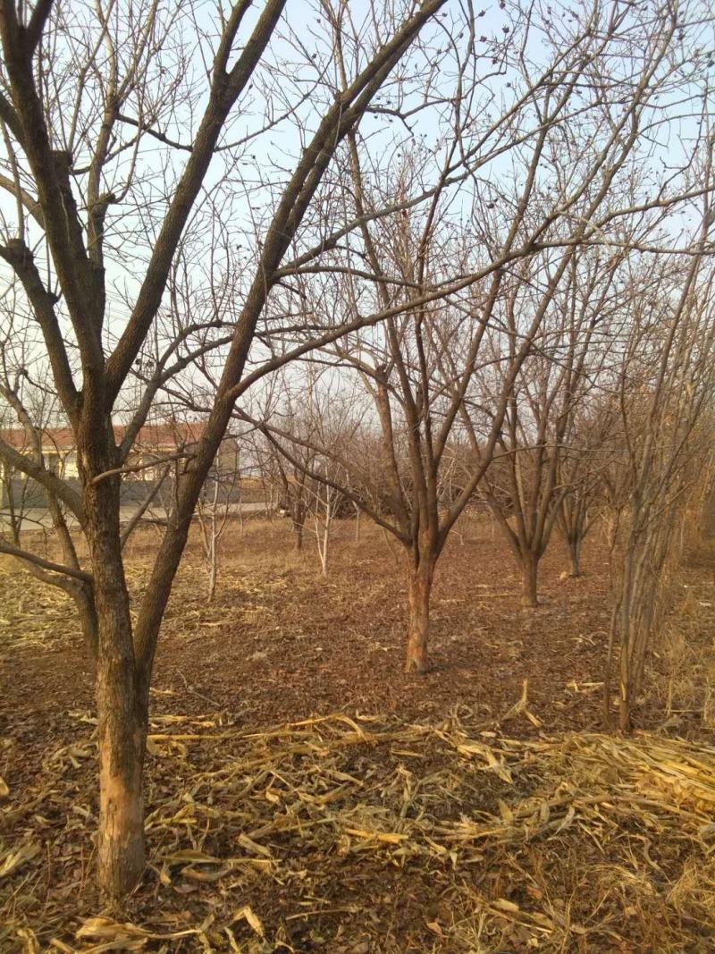 供应15-20公分柿子树，树形好，无病虫害。