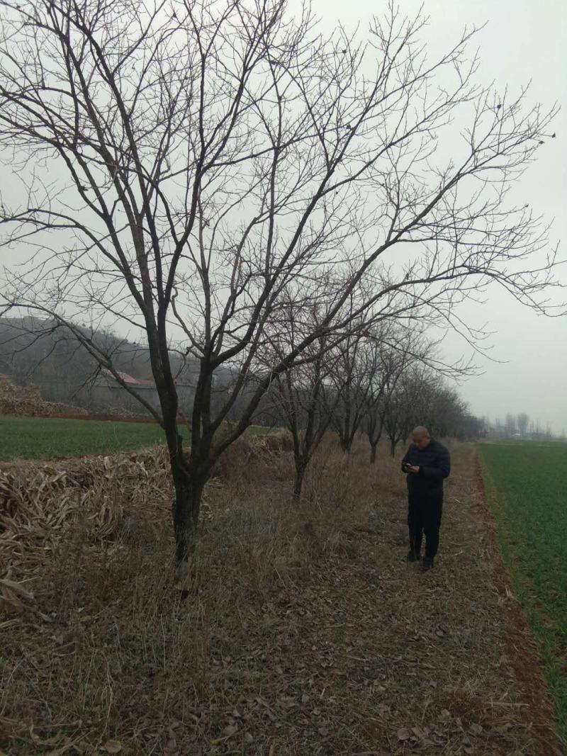 供应15-20公分柿子树，树形好，无病虫害。