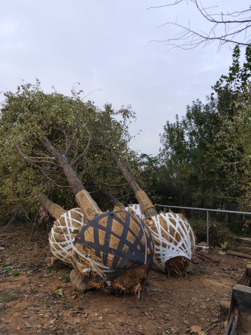 山东银杏基地自产自销供应50-70公分银杏嫁接树