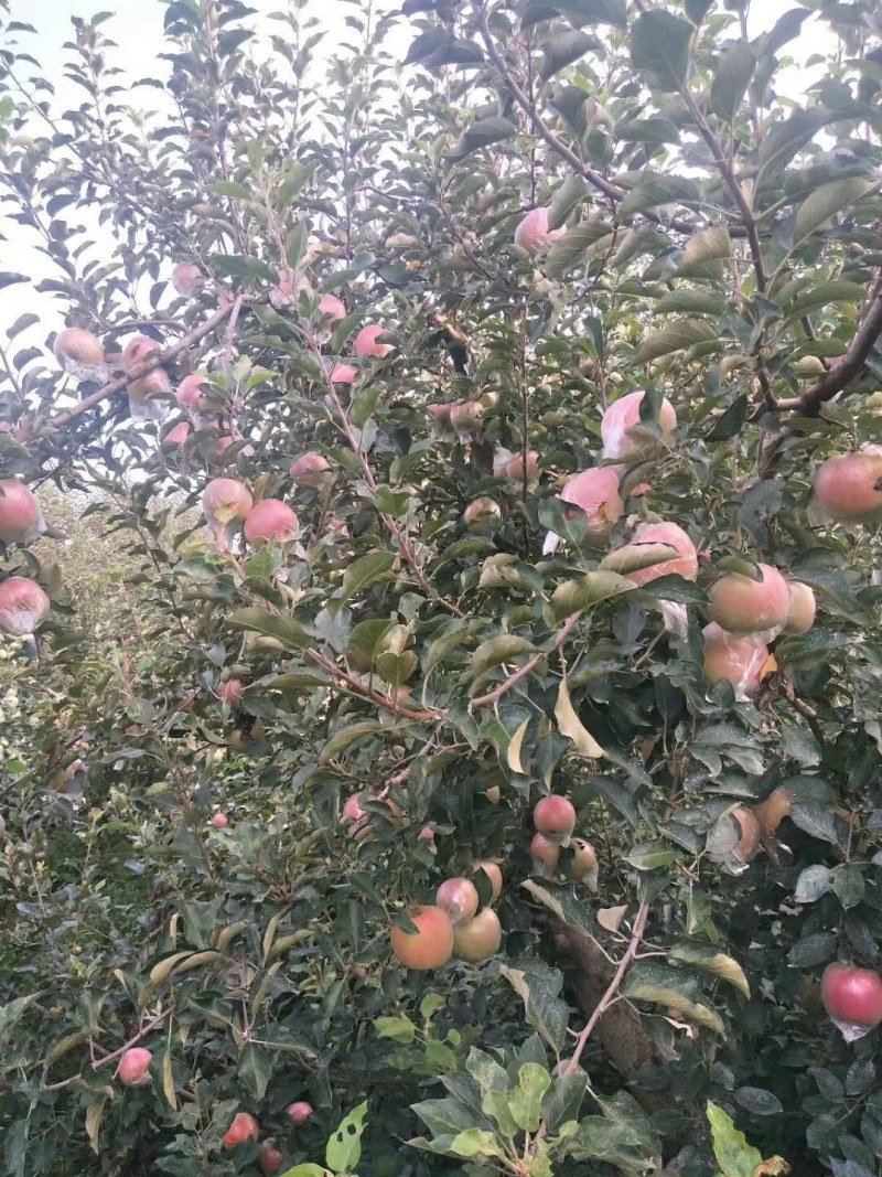 膜袋红富士苹果供应货源充足质量保证按质量论价