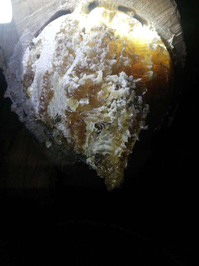 中华蜂蜂蜜百花蜜桓仁特产